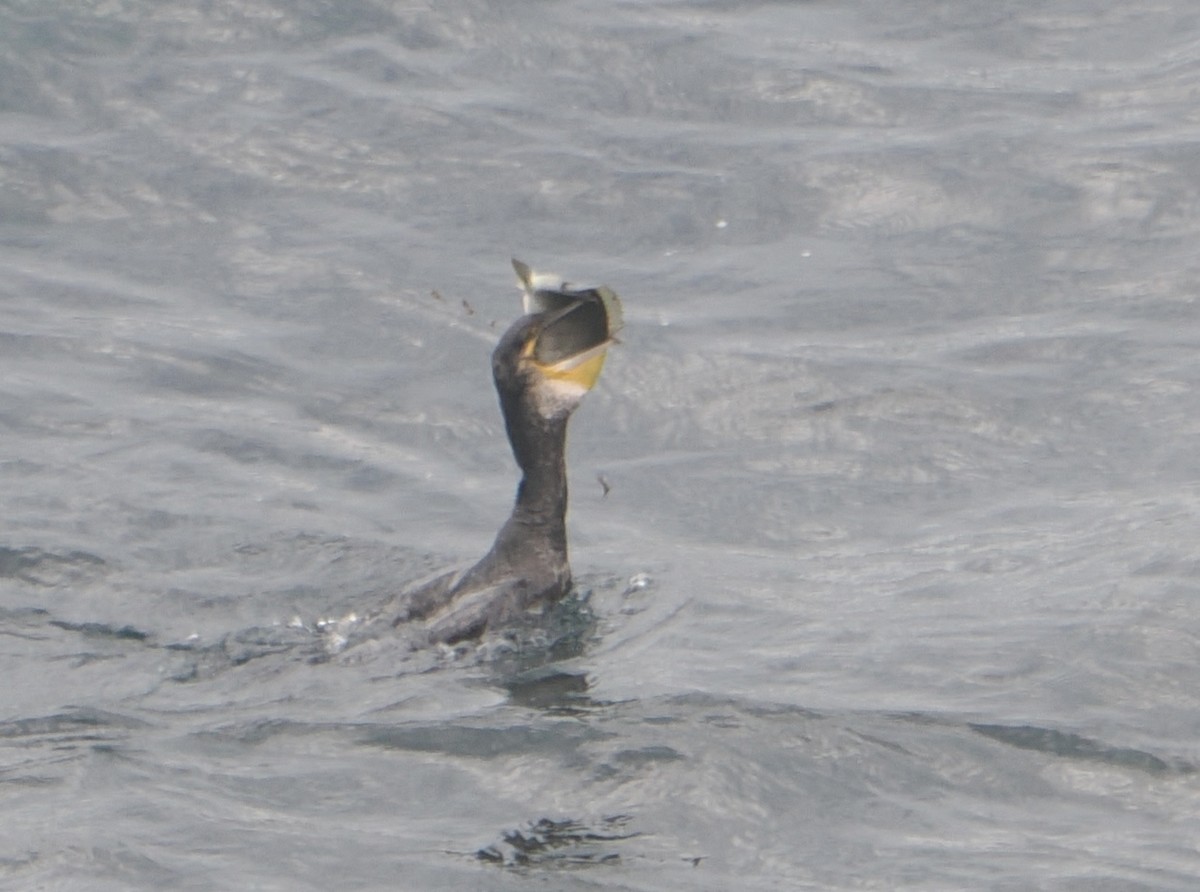 kormorán velký - ML646890734