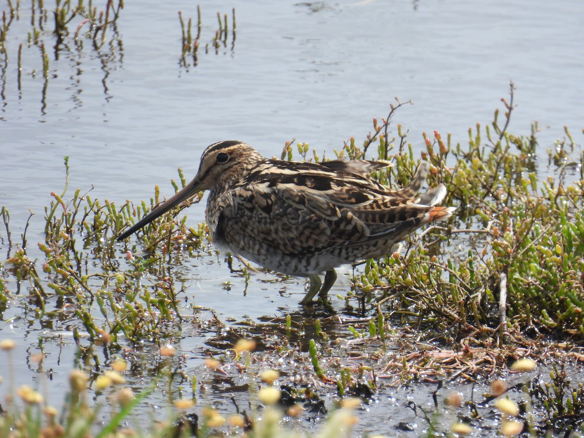 Latham's Snipe - ML646890735