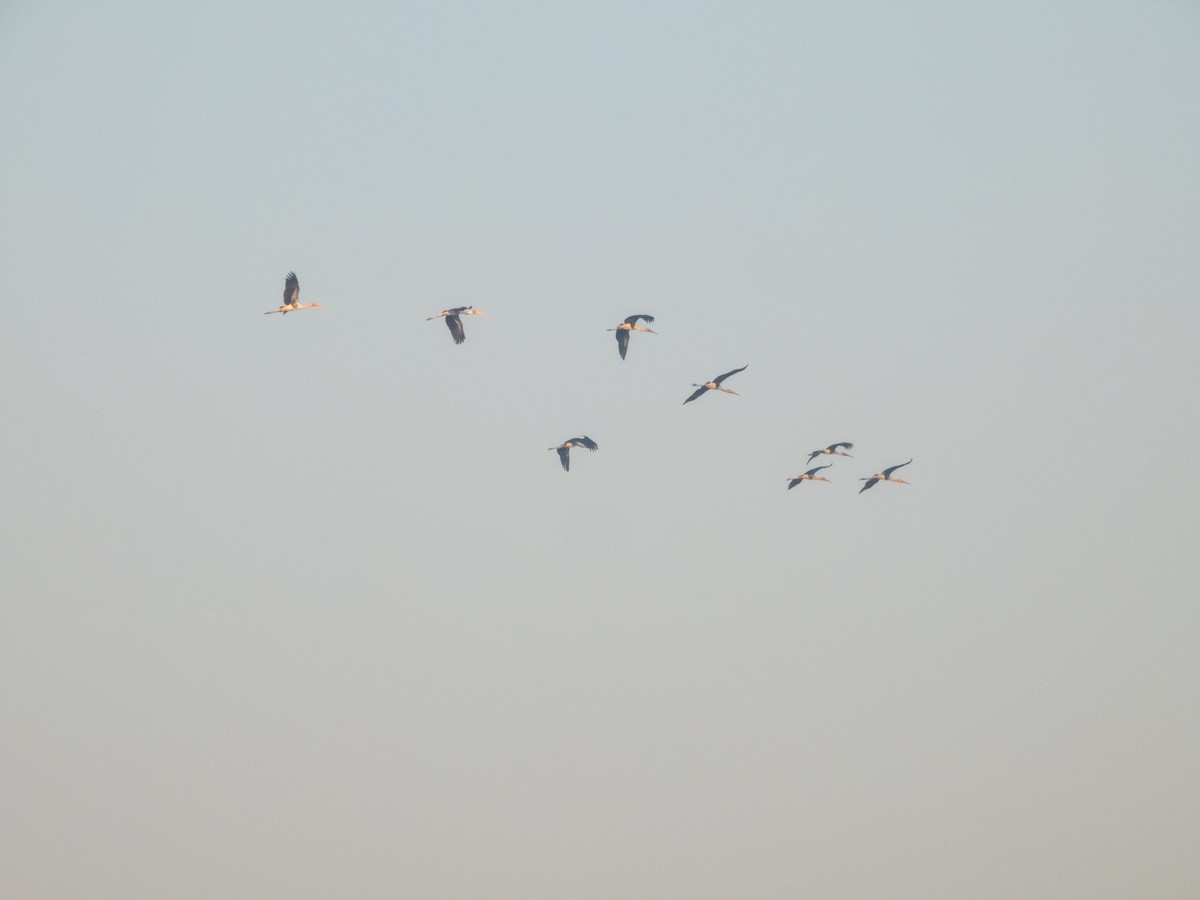 Painted Stork - ML646890736