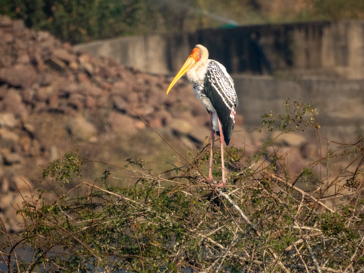 Painted Stork - ML646890737