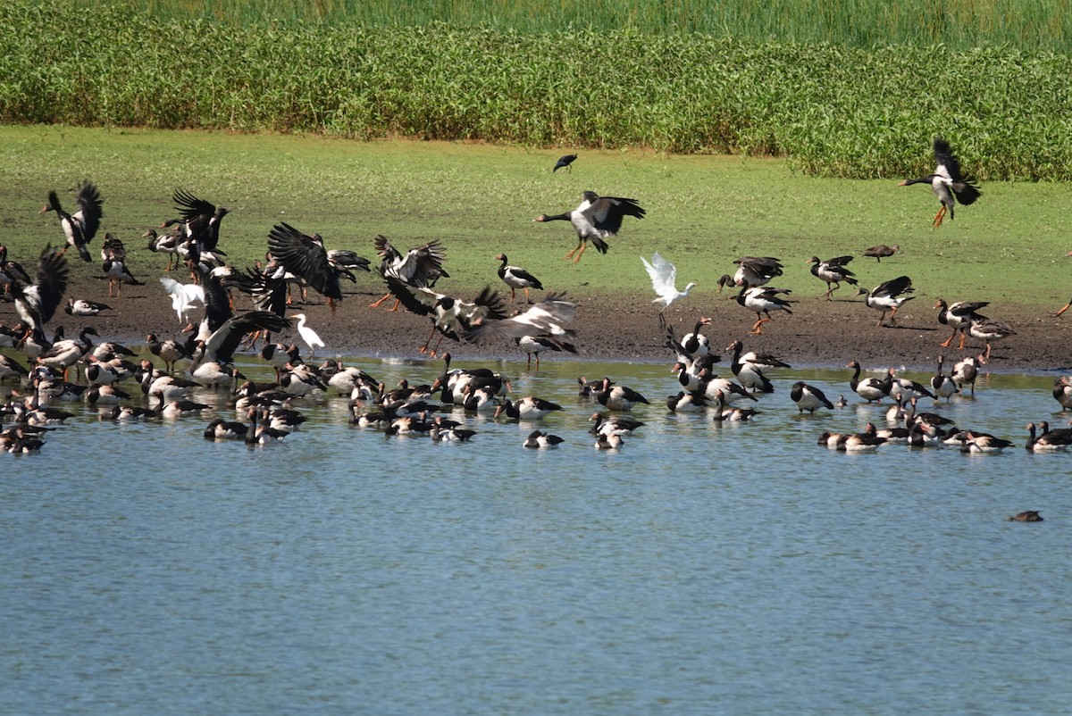 Ganso Urraca - ML646890746