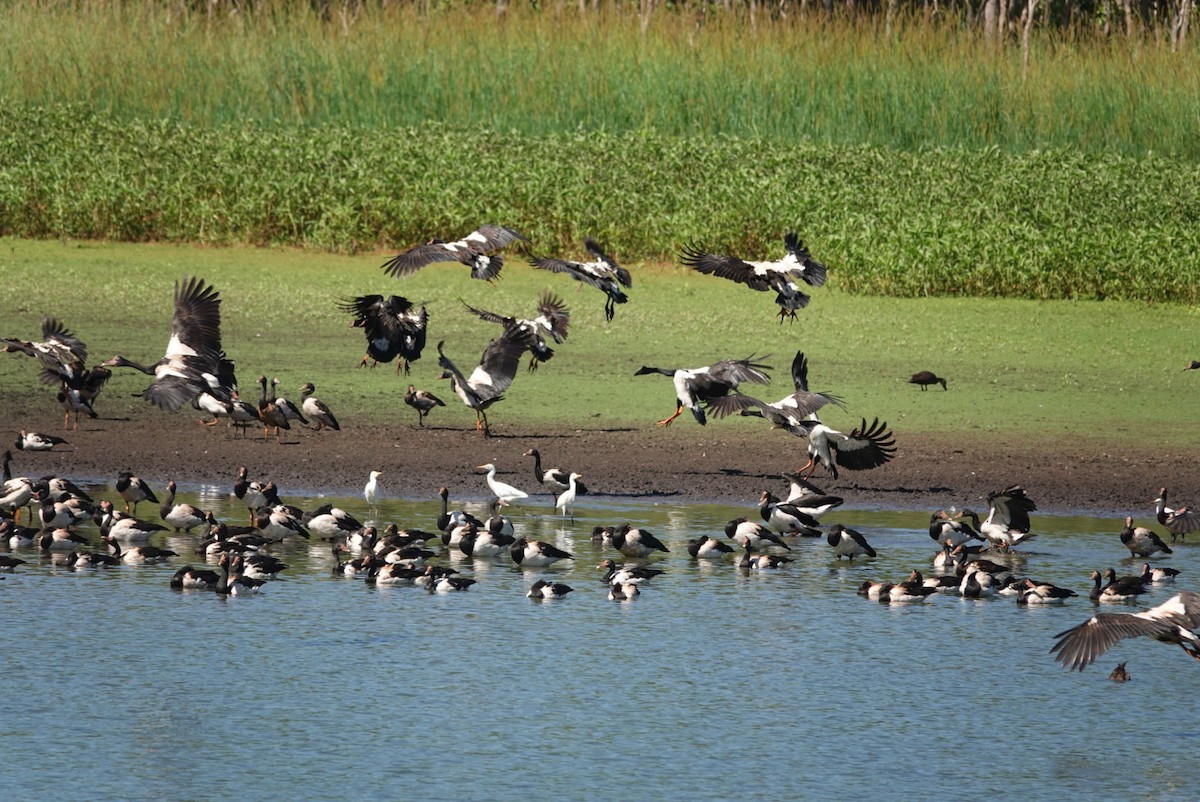 Ganso Urraca - ML646890747