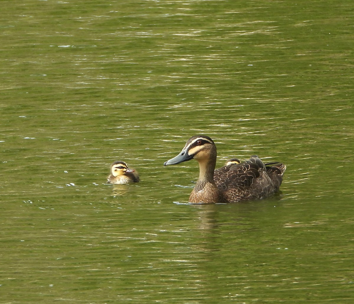 Augenbrauenente - ML646890750