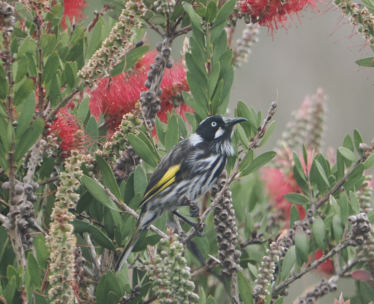 hvitøyehonningeter - ML646890755