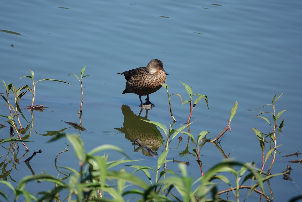Cerceta Gris - ML646890756