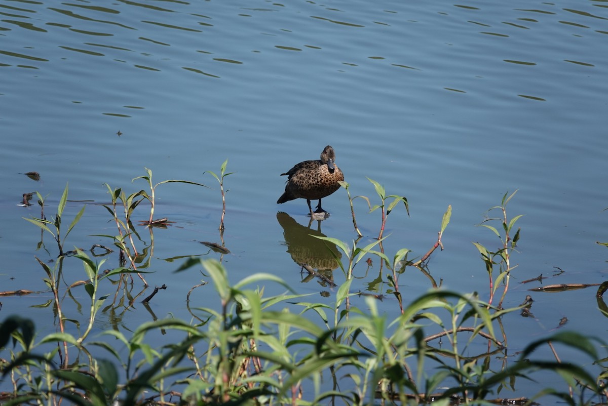 Cerceta Gris - ML646890757