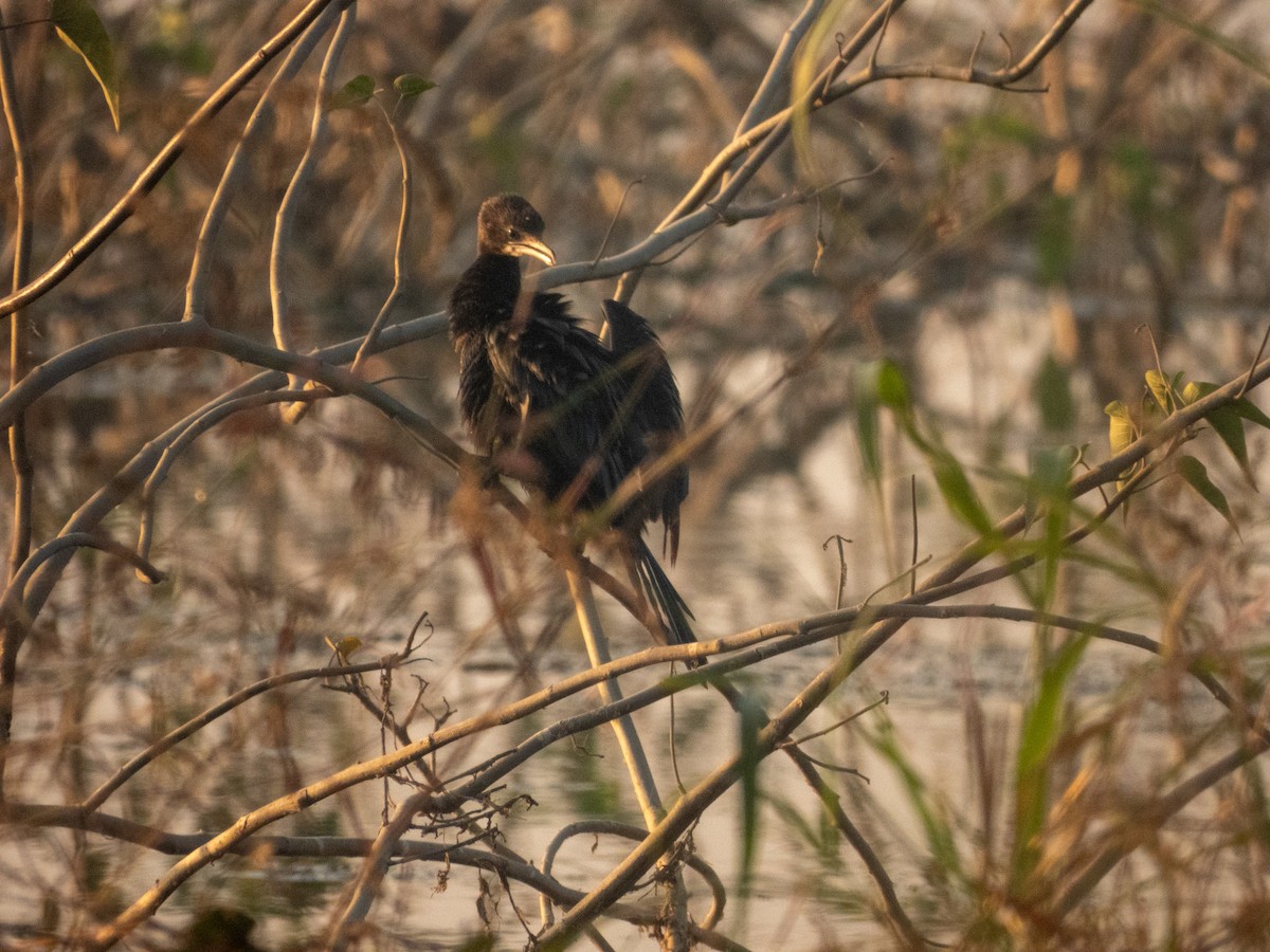 Little Cormorant - ML646890758