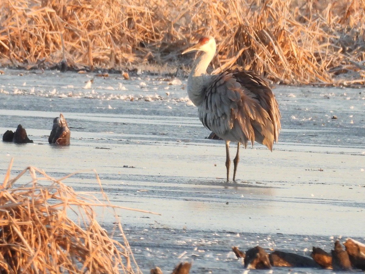 Журавель канадський - ML646890764