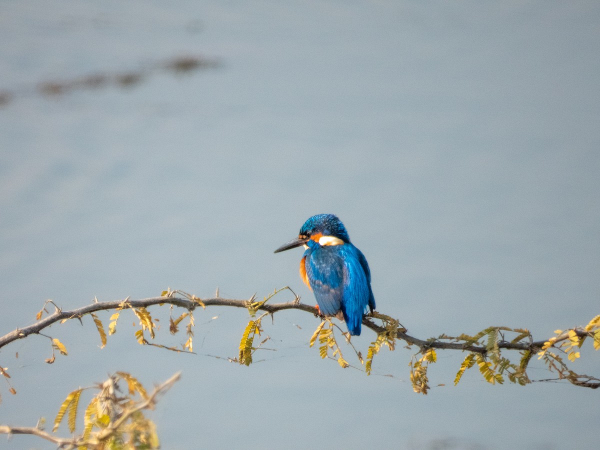 Common Kingfisher - ML646890765