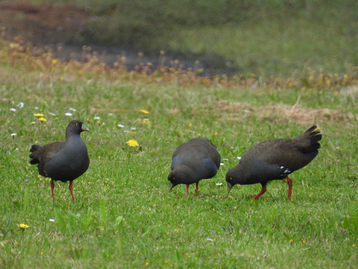 オグロバン - ML646890767