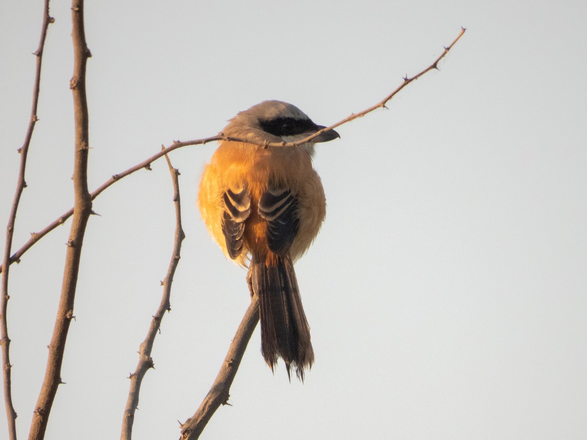 Long-tailed Shrike - ML646890768