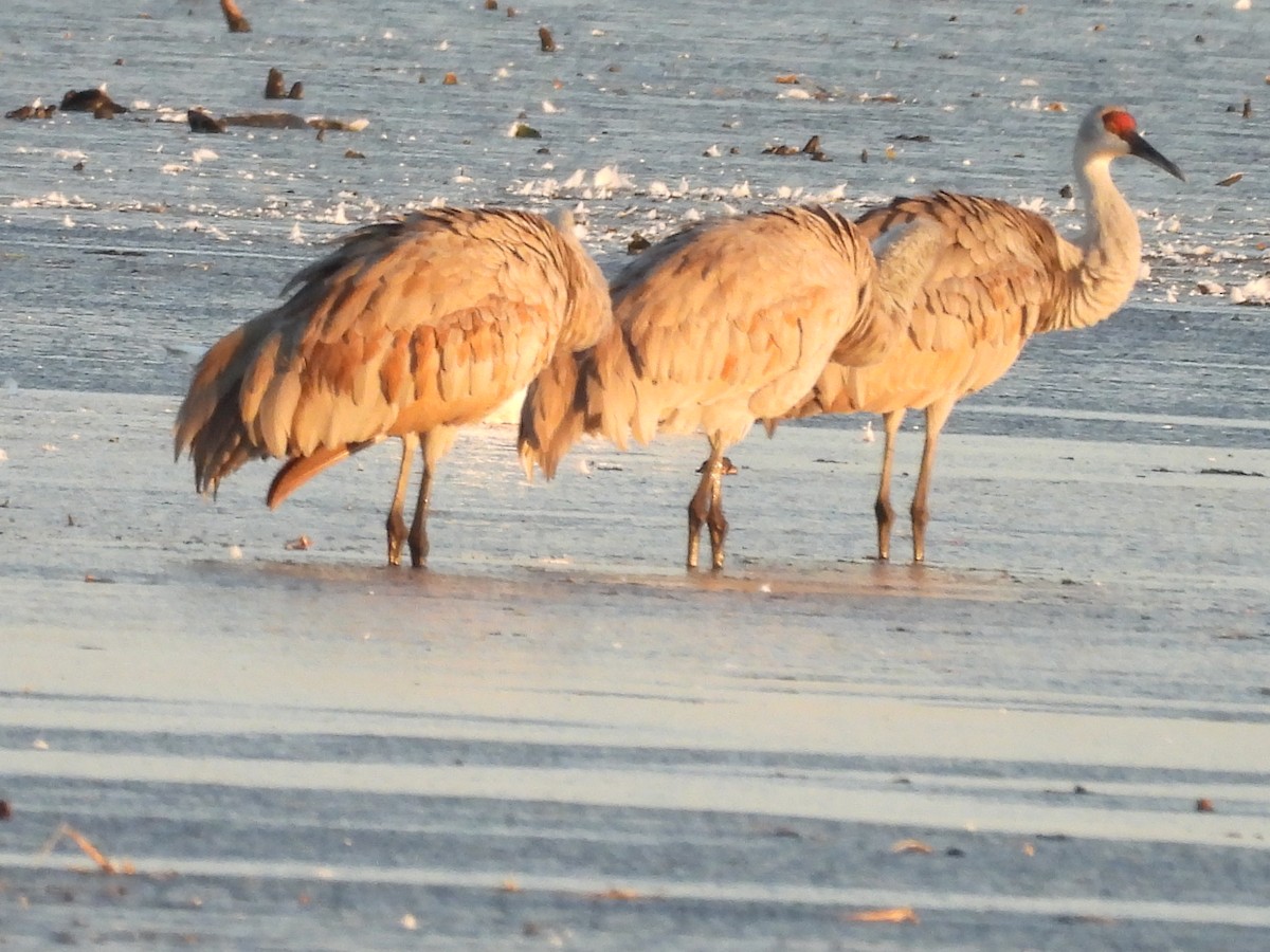 Журавель канадський - ML646890769