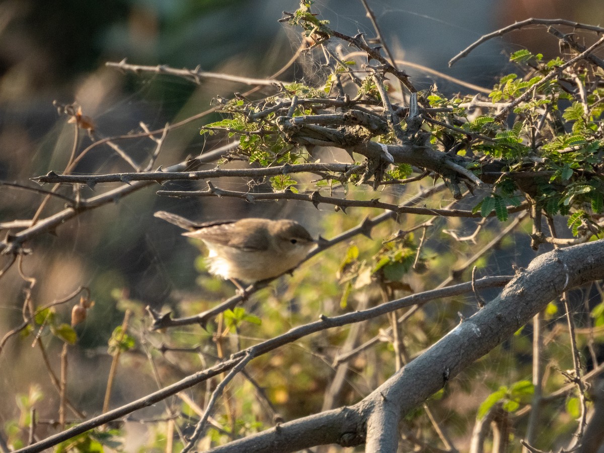 Sykes's Warbler - ML646890773