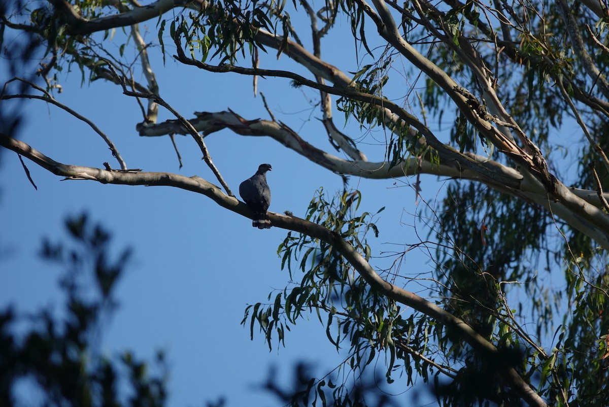 Paloma Bicrestada - ML646890774