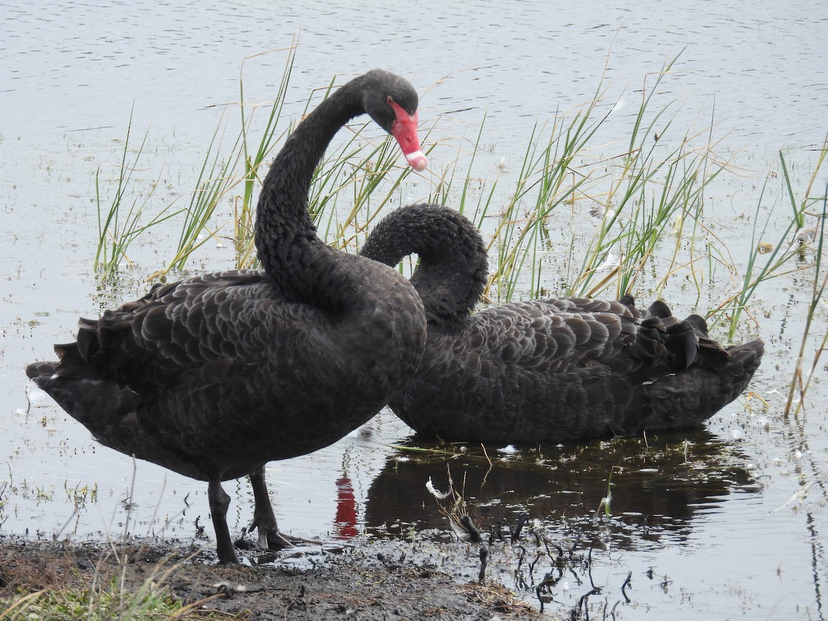 コクチョウ - ML646890776