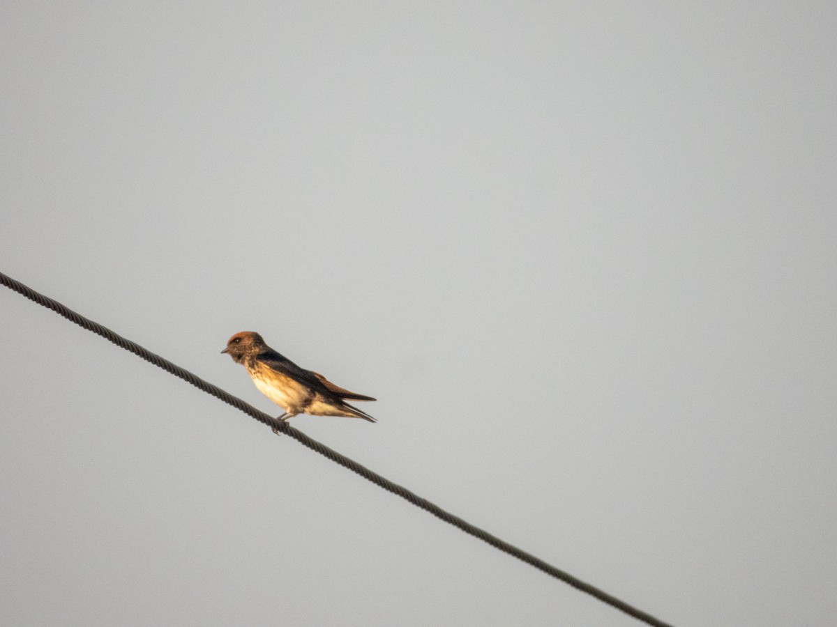 Streak-throated Swallow - ML646890781