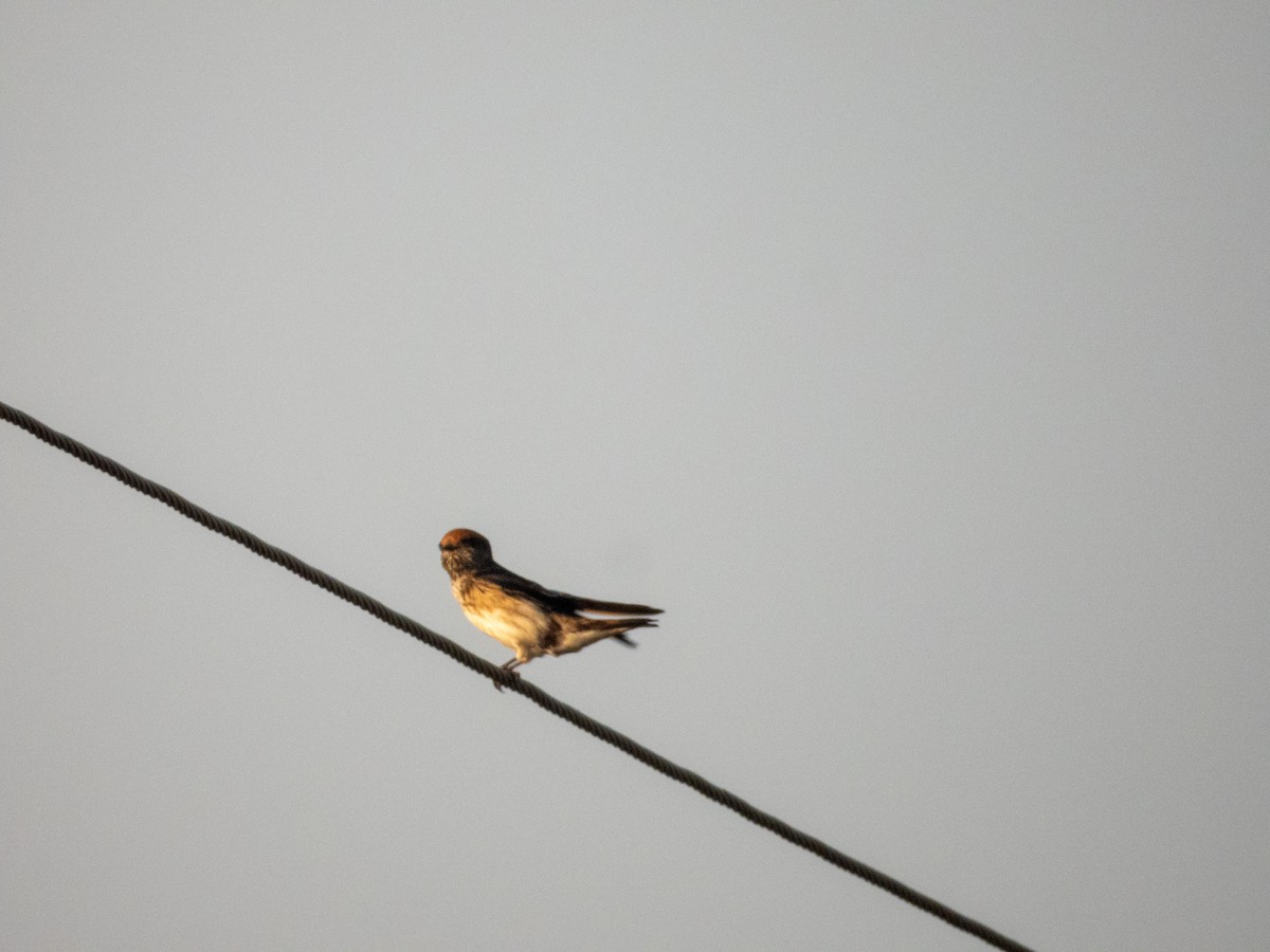 Streak-throated Swallow - ML646890782