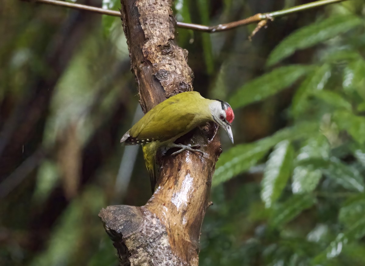 Gray-headed Woodpecker - ML646890784