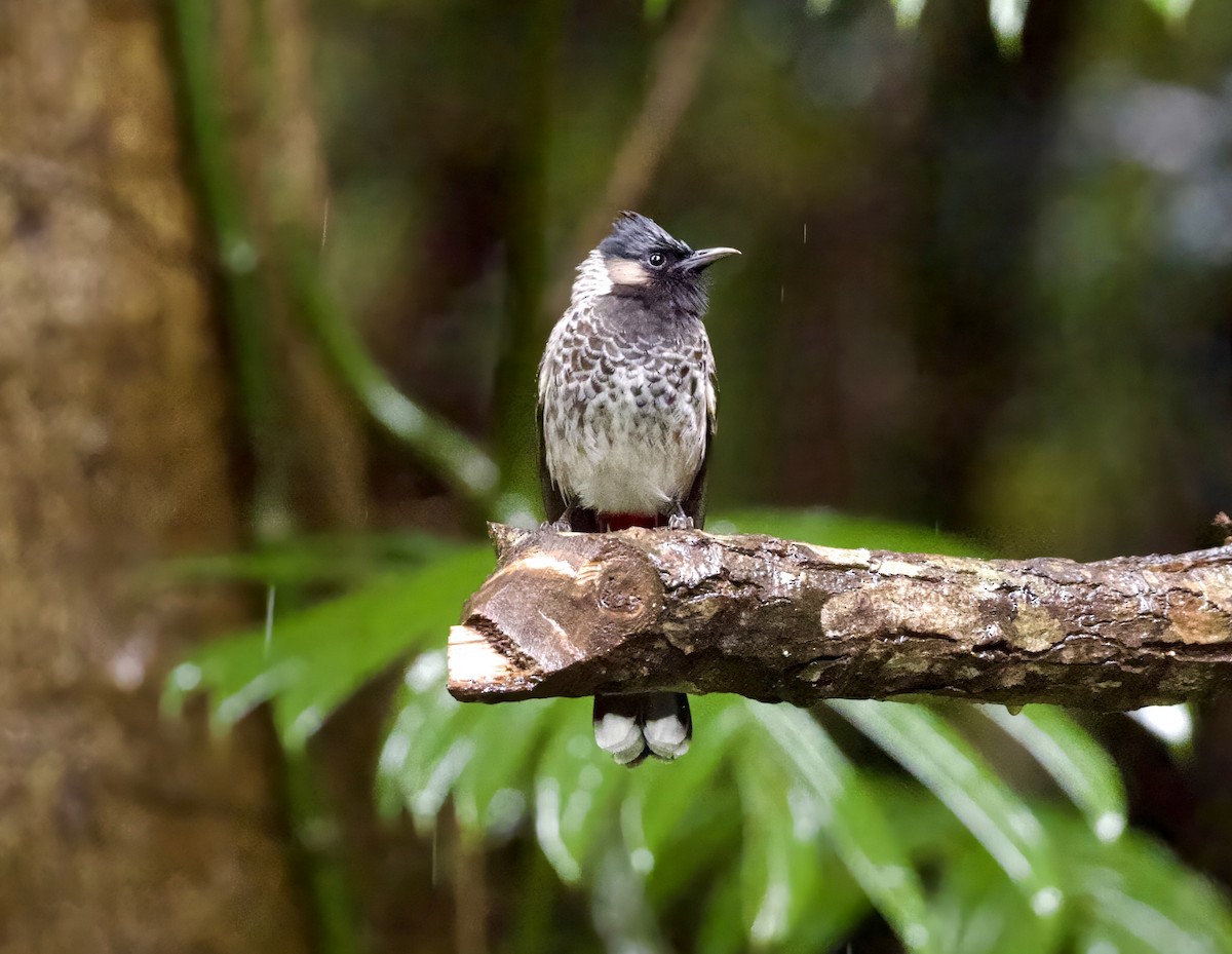 Red-vented Bulbul - ML646890786