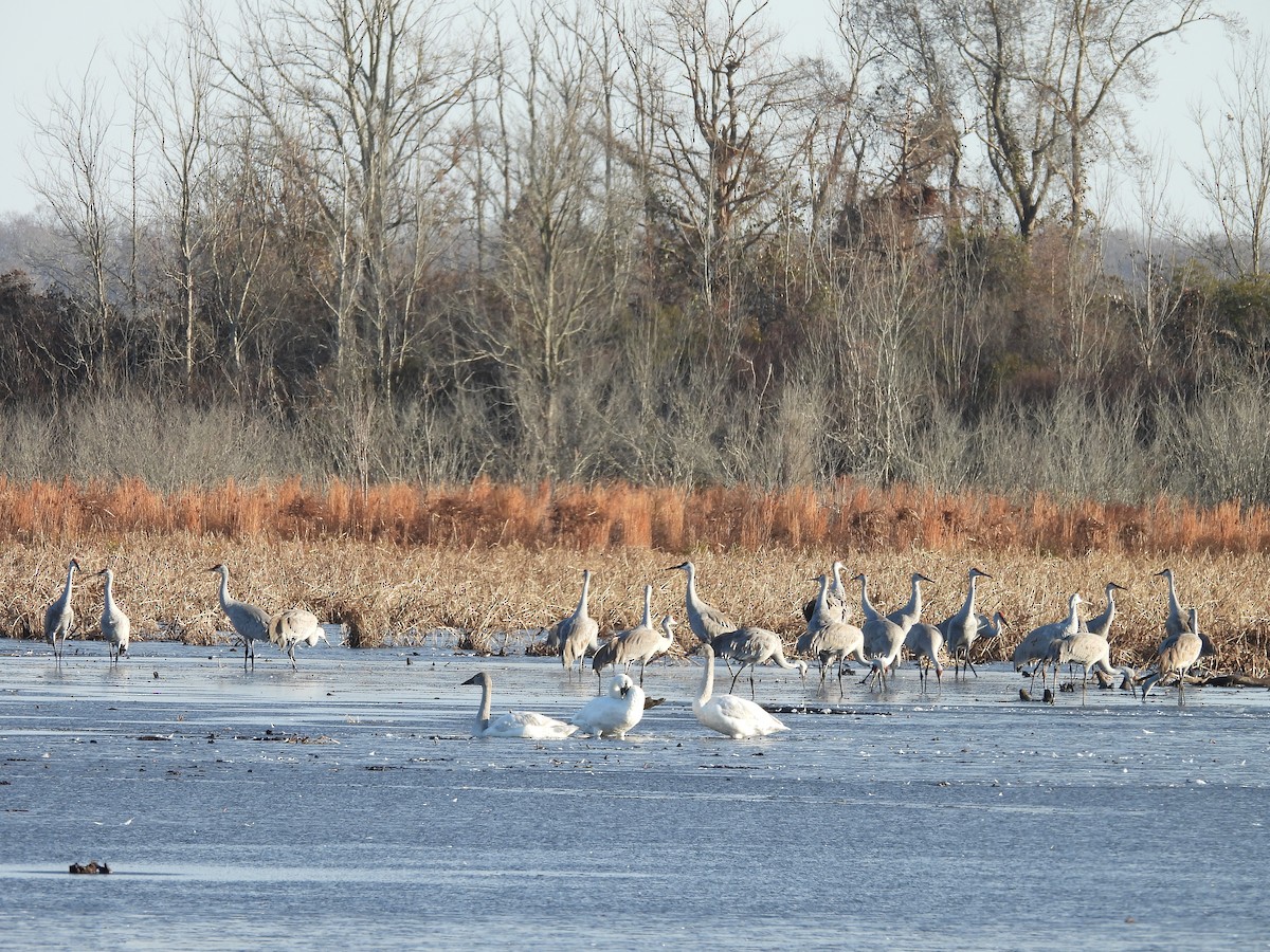 Журавель канадський - ML646890787