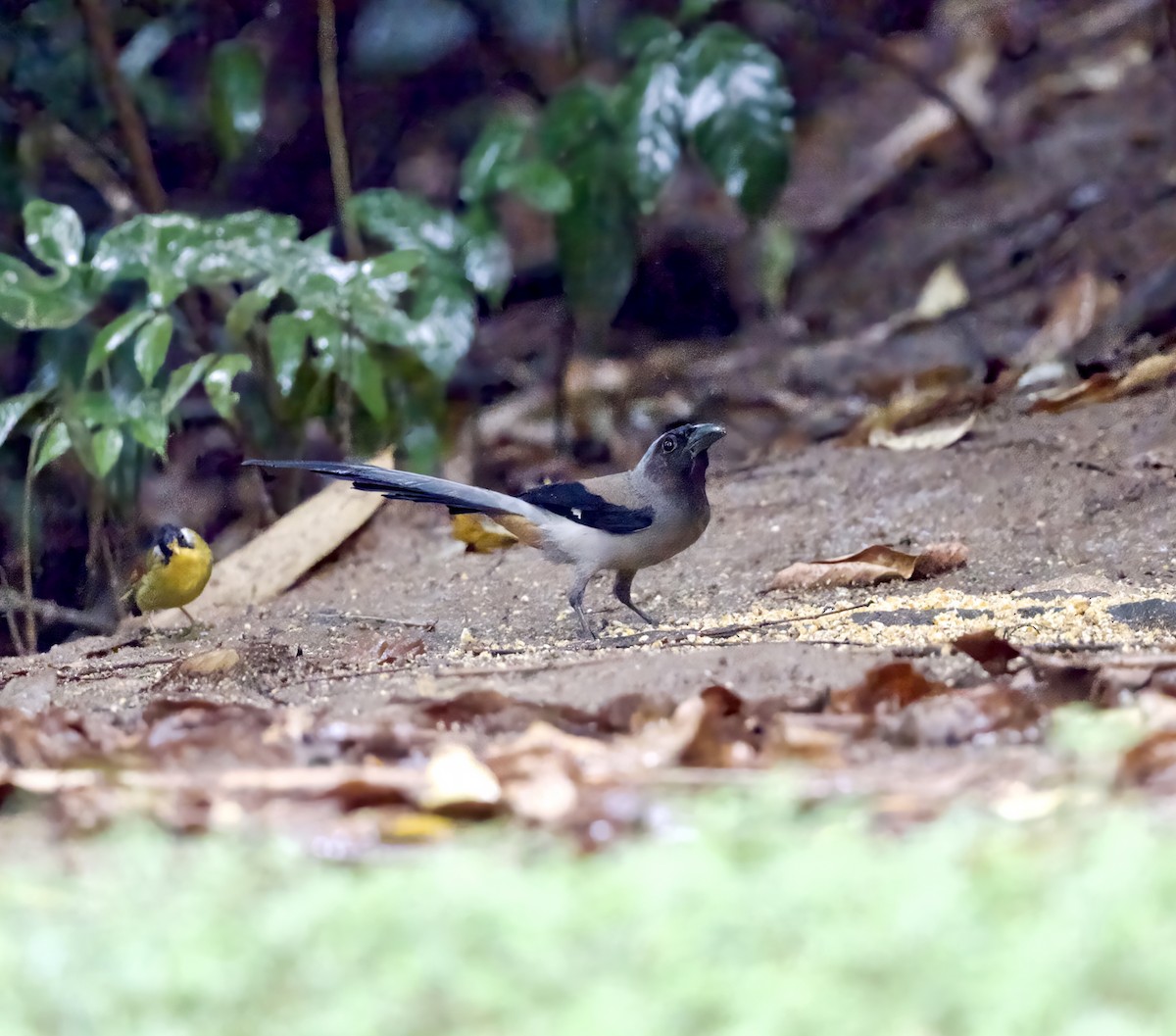 Gray Treepie - ML646890788