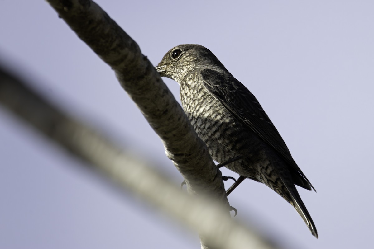 Harkaitz-zozo urdina - ML646890792