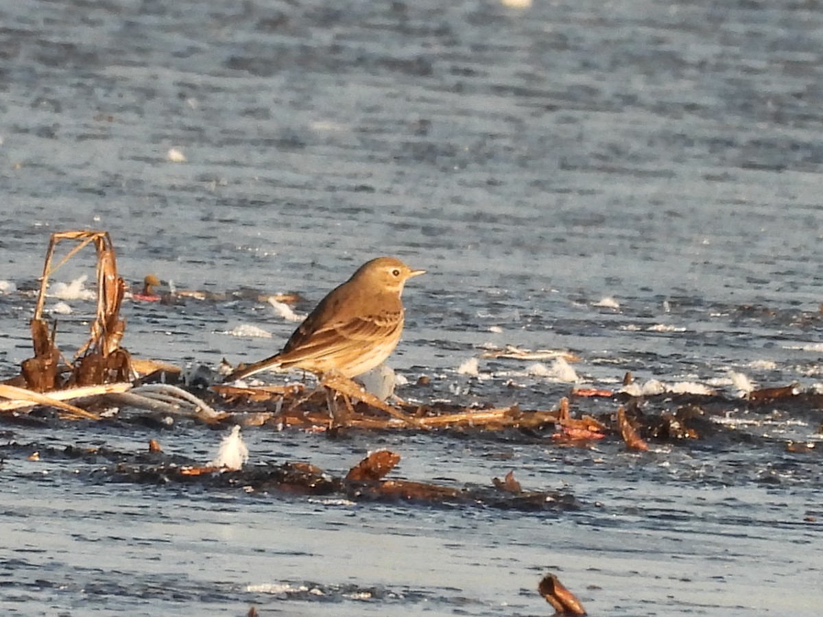 American Pipit - ML646890796