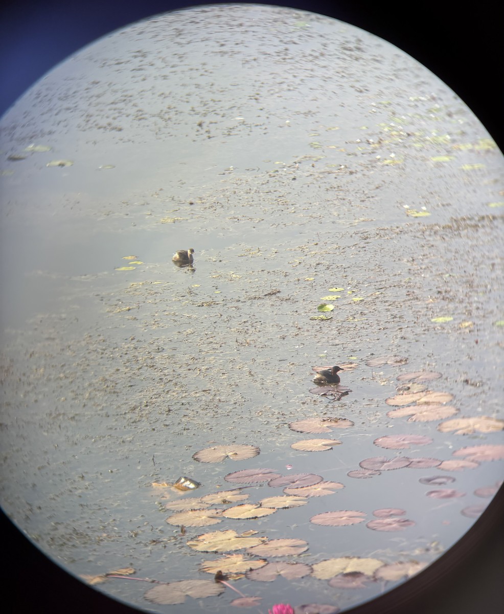 Little Grebe - ML646890797