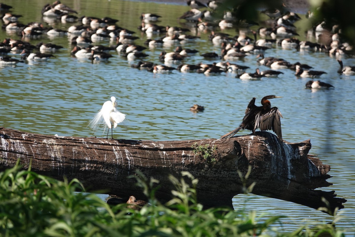 Anhinga Australiana - ML646890799