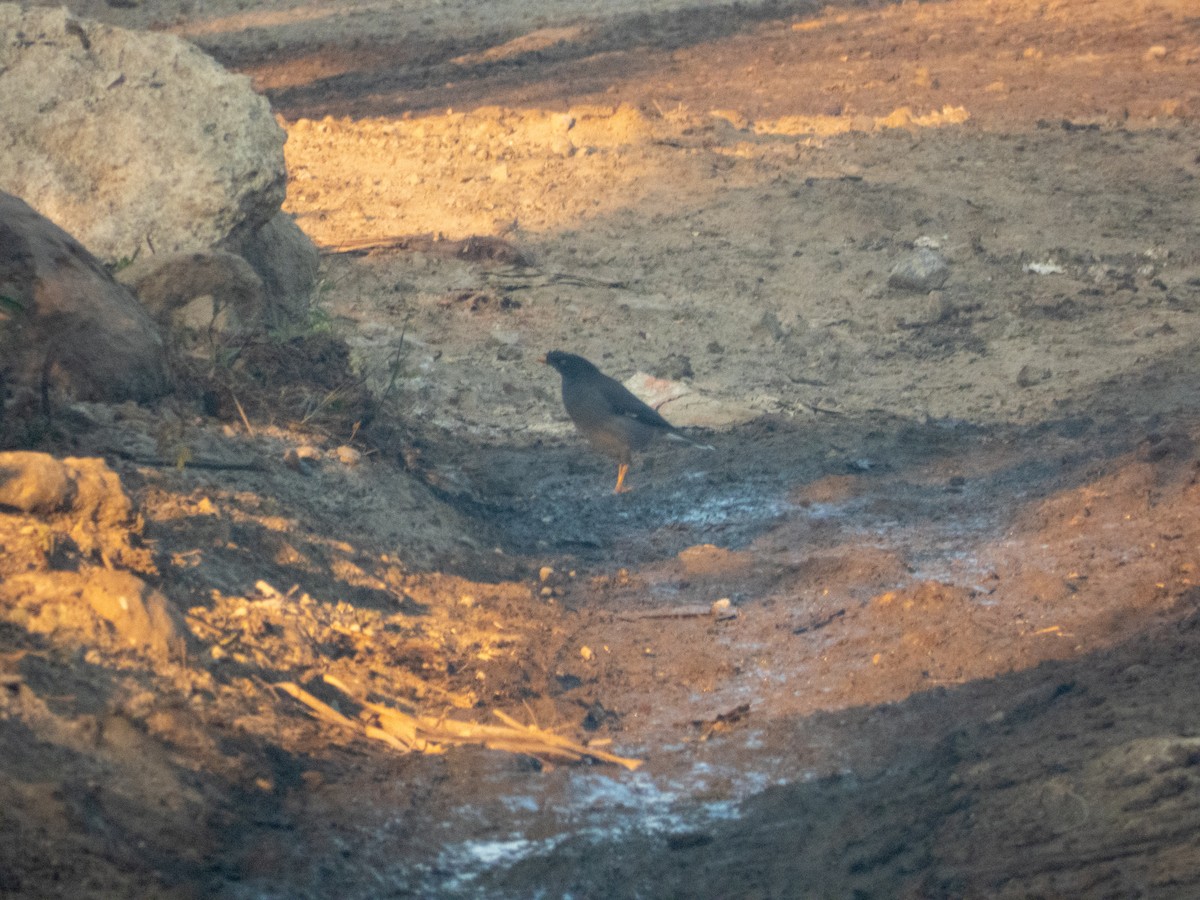 Jungle Myna - ML646890800