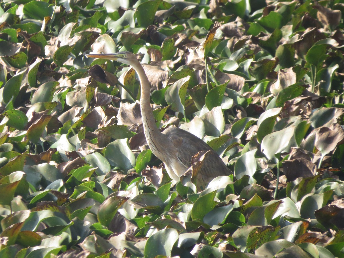 Purple Heron - ML646890803