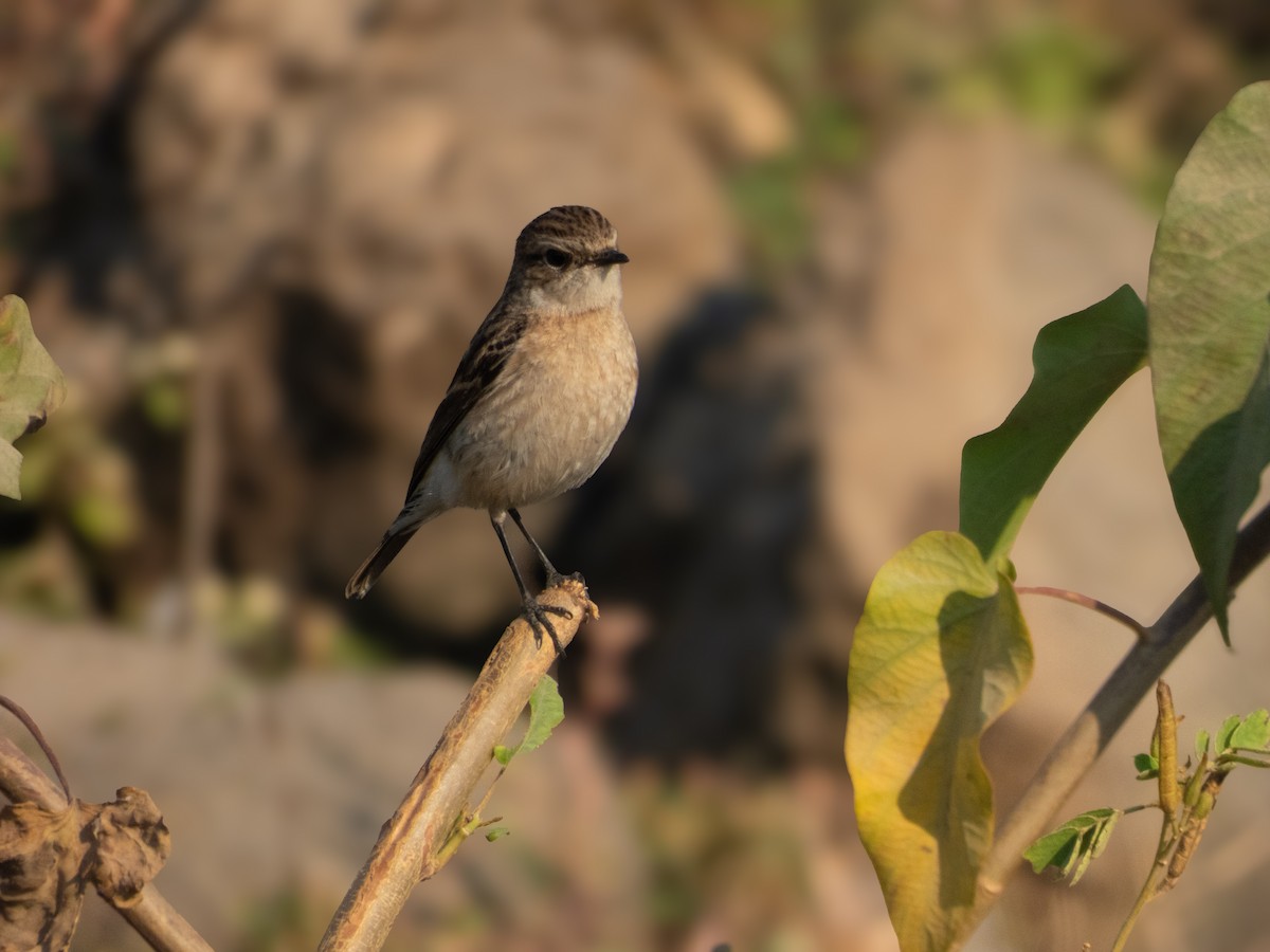 Siberian Stonechat - ML646890804