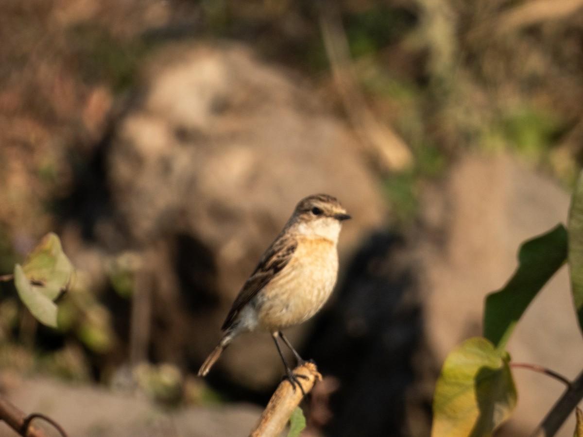 Siberian Stonechat - ML646890805
