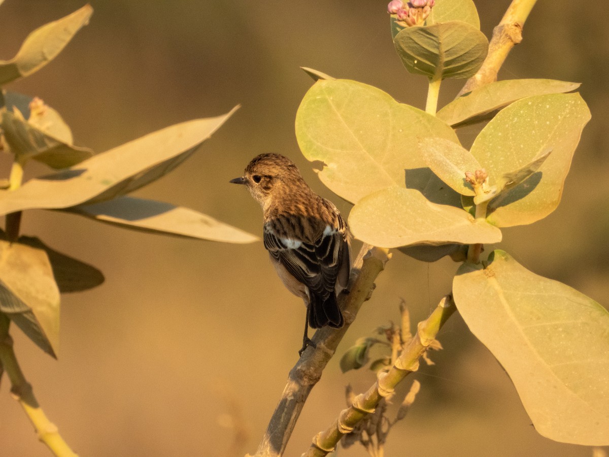 Siberian Stonechat - ML646890806