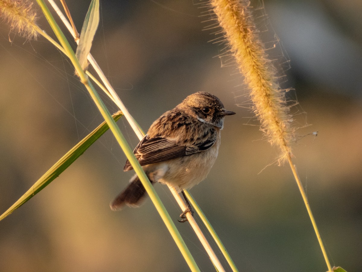 Siberian Stonechat - ML646890808
