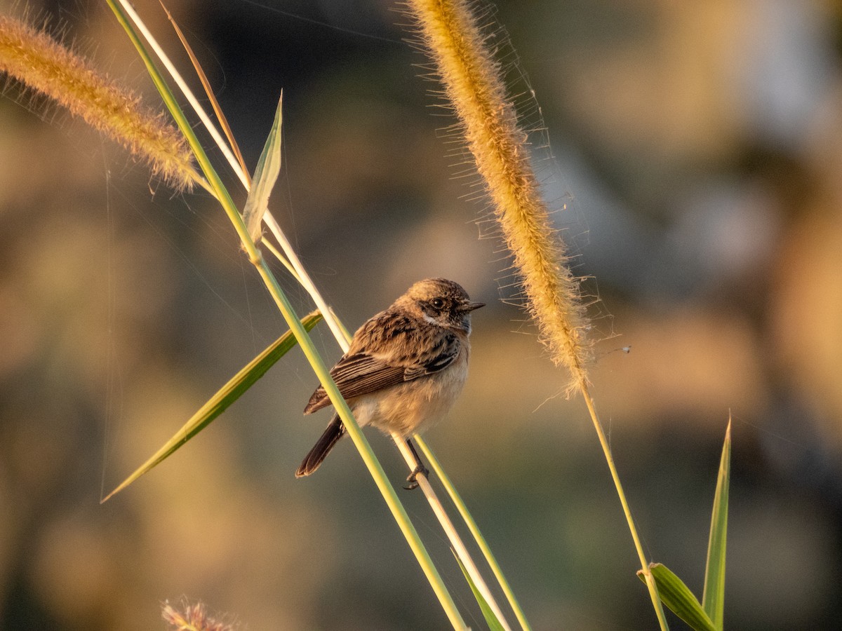 Siberian Stonechat - ML646890809