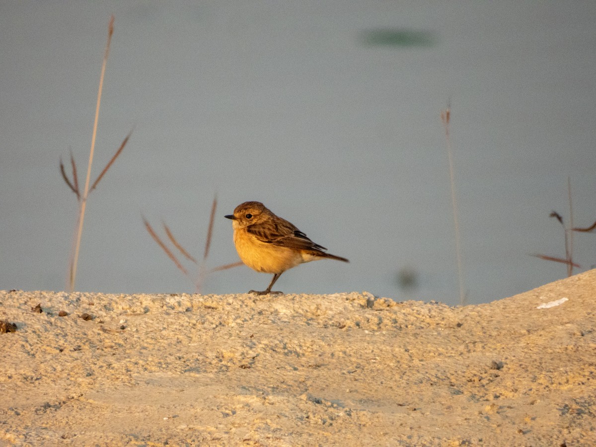 Siberian Stonechat - ML646890810