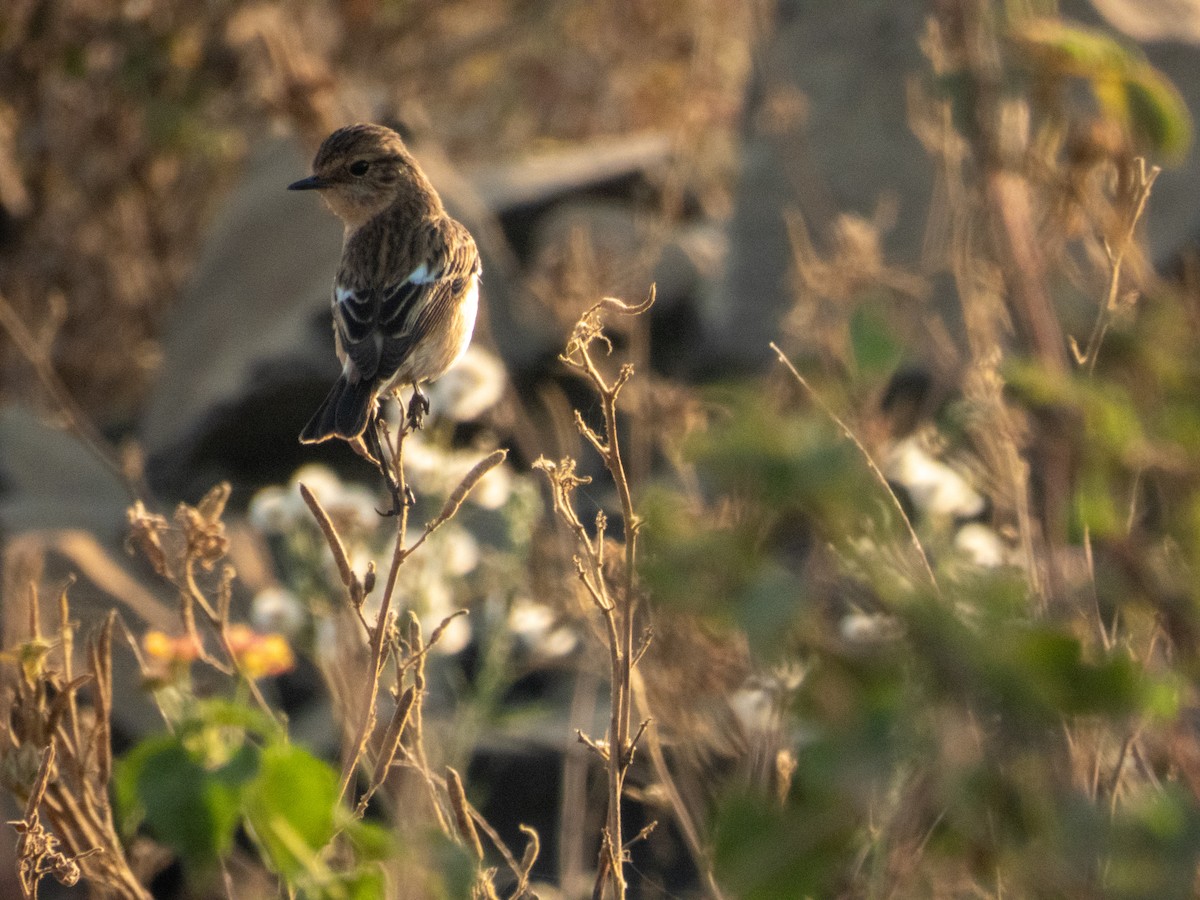Siberian Stonechat - ML646890811