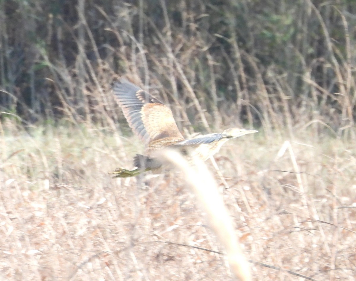 American Bittern - ML646890816
