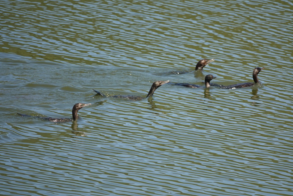 Cormorán Totinegro - ML646890823