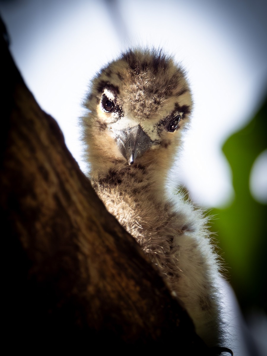 Blue-billed White-Tern - ML646890824