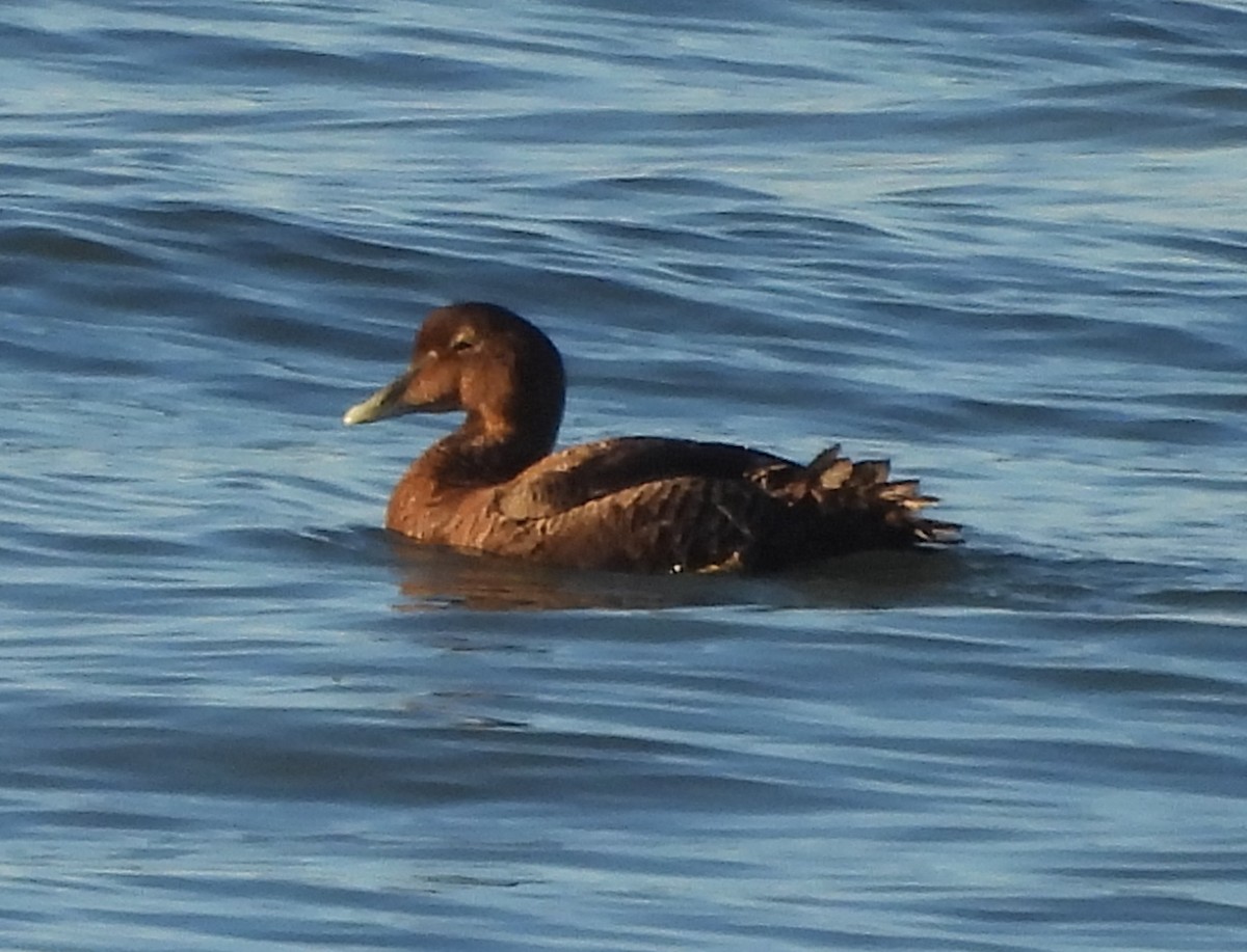 Common Eider - ML646890825