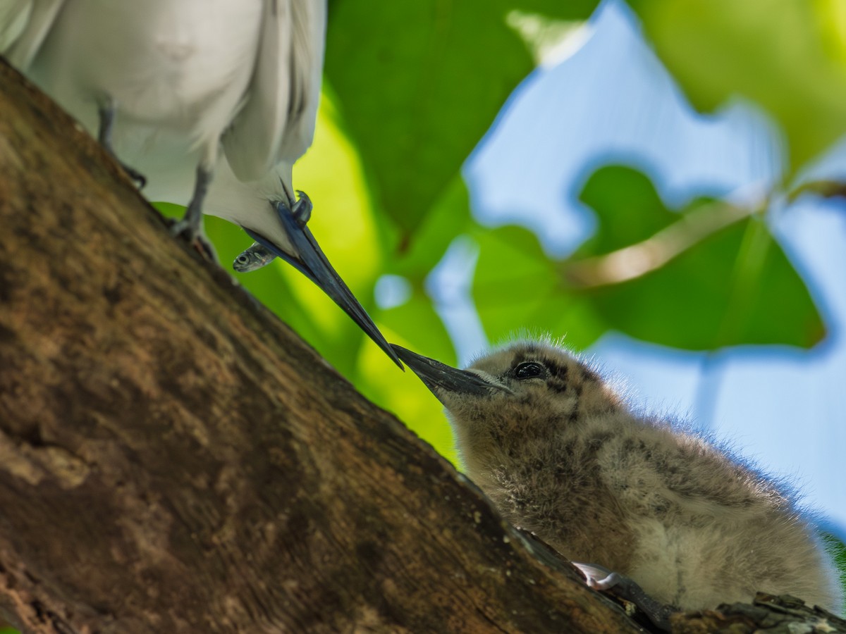 Blue-billed White-Tern - ML646890827