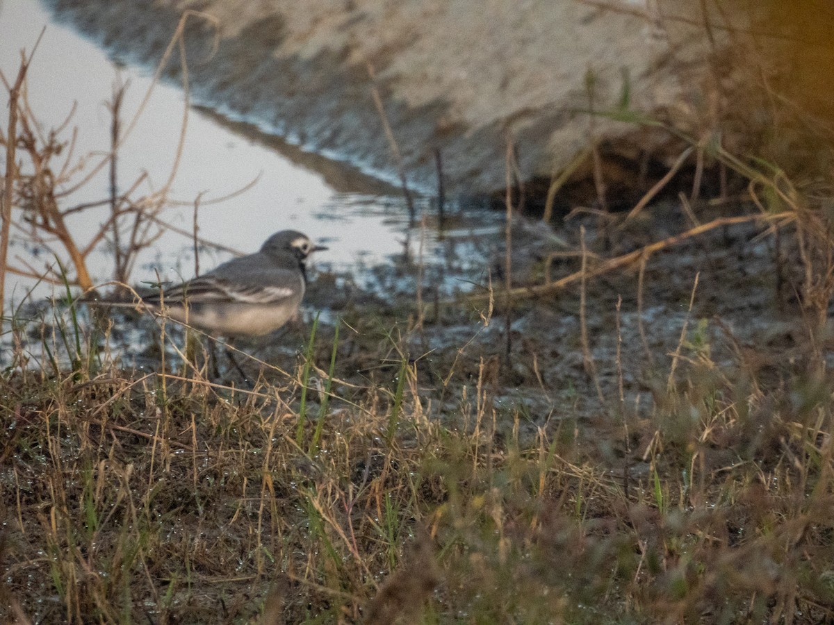 Хөх цэгцгий - ML646890828