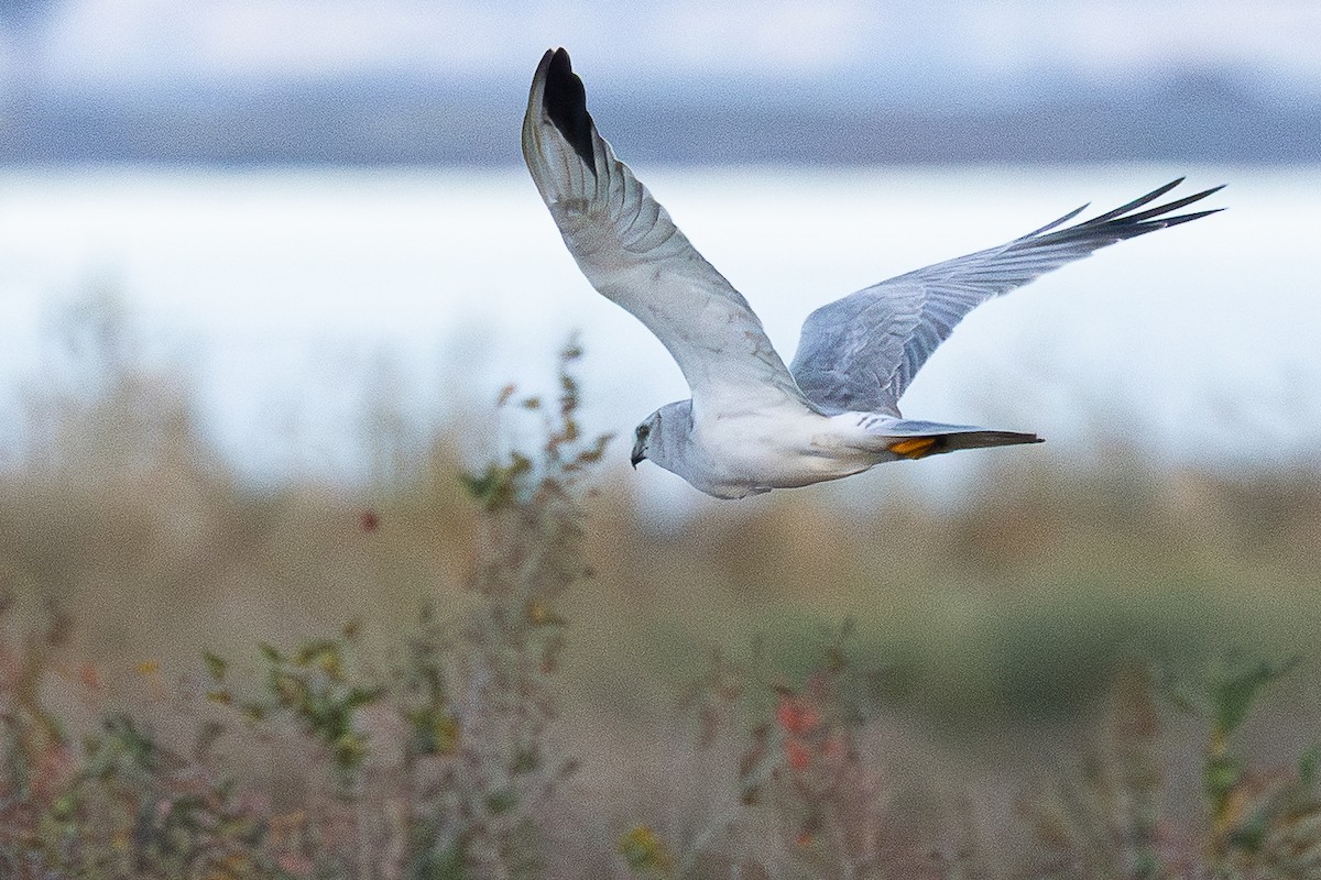Pallid Harrier - ML646890829