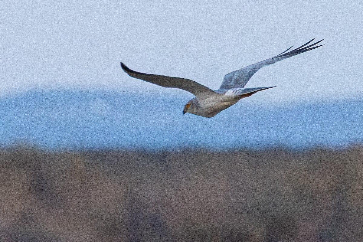Pallid Harrier - ML646890830