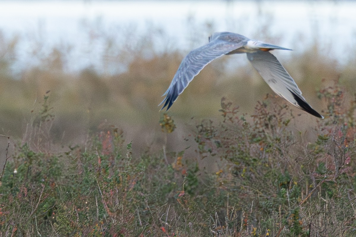 Pallid Harrier - ML646890831