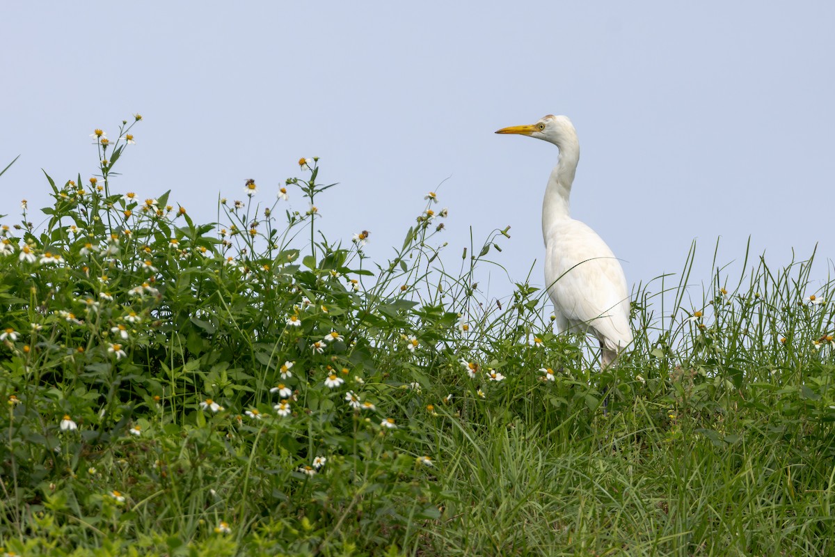 Eastern Cattle-Egret - ML646890834