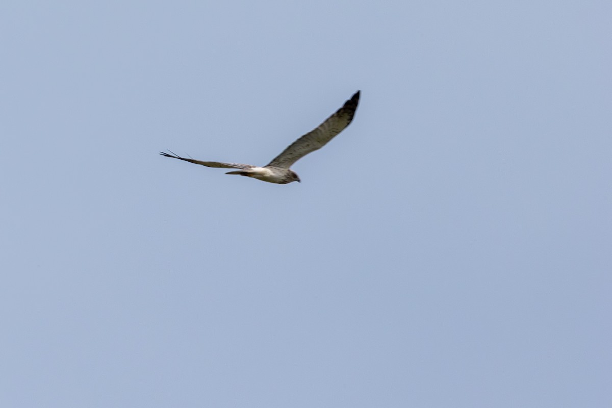 Eastern Marsh Harrier - ML646890836