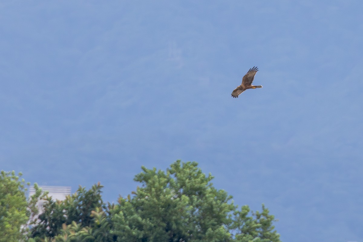 Eastern Marsh Harrier - ML646890837